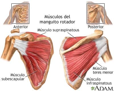 musculos hombro